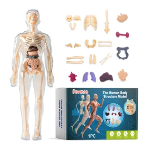 Dowmoo Detachable Human Body Model - Anatomy Learning Toy for Science Education