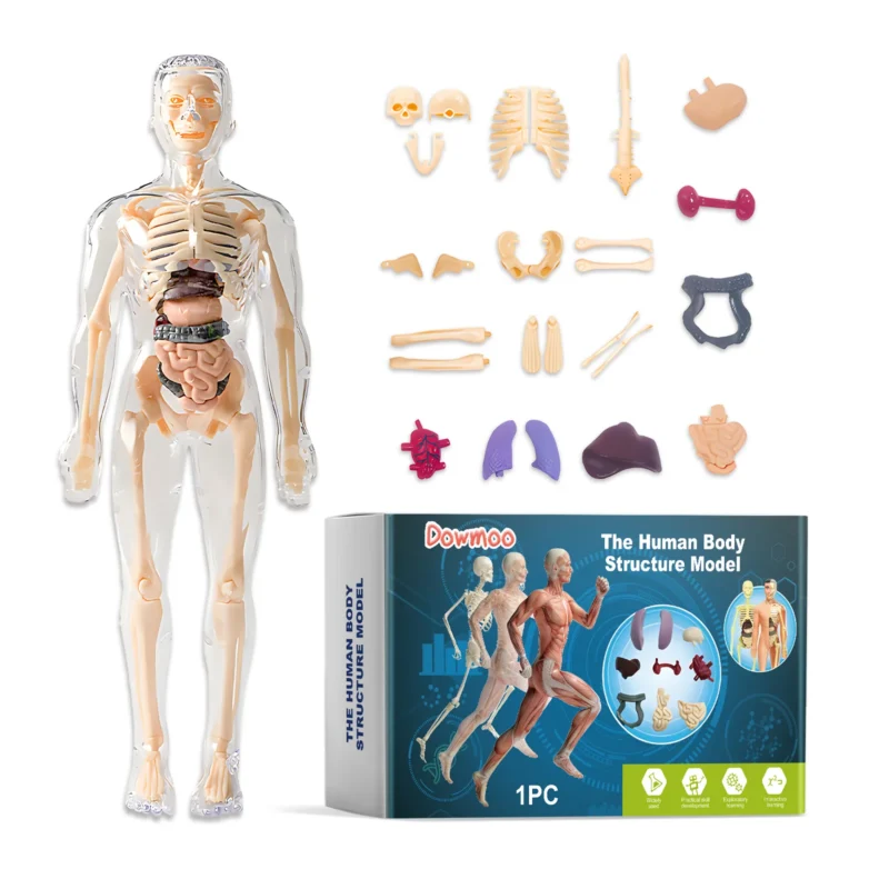 Dowmoo Detachable Human Body Model - Anatomy Learning Toy for Science Education
