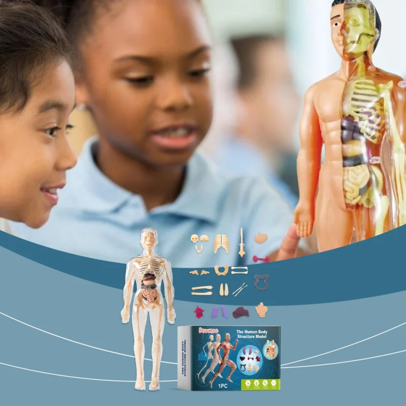 Dowmoo Detachable Human Body Model - Anatomy Learning Toy for Science Education - Image 2