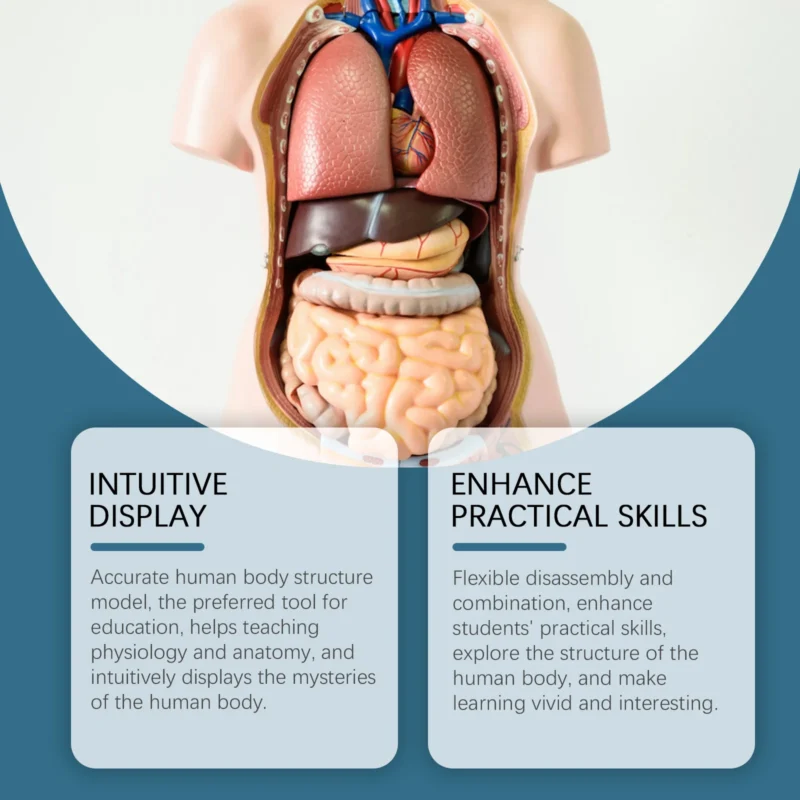 Dowmoo Detachable Human Body Model - Anatomy Learning Toy for Science Education - Image 3