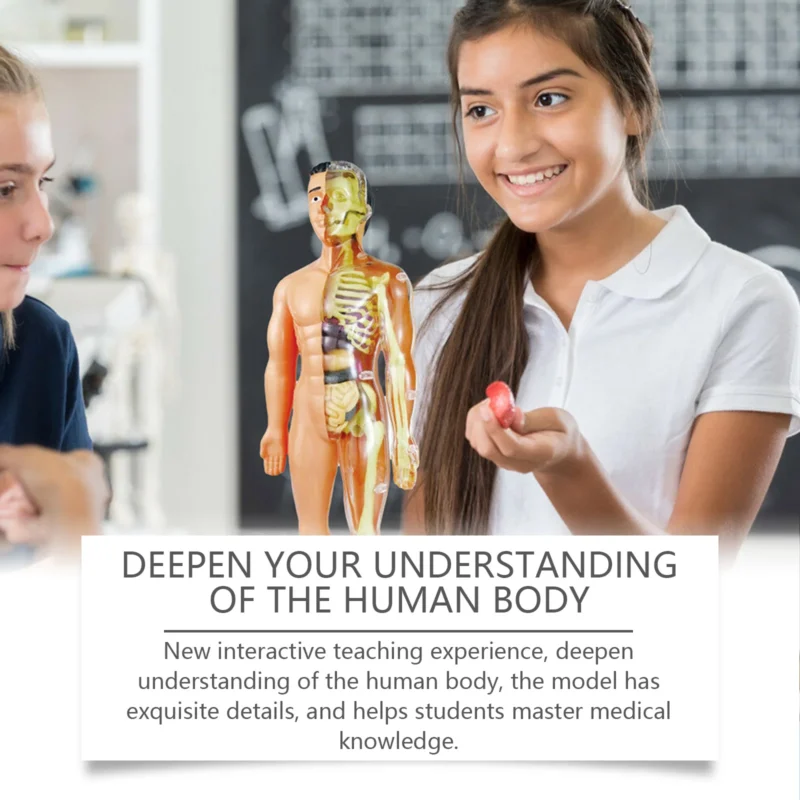 Dowmoo Detachable Human Body Model - Anatomy Learning Toy for Science Education - Image 4