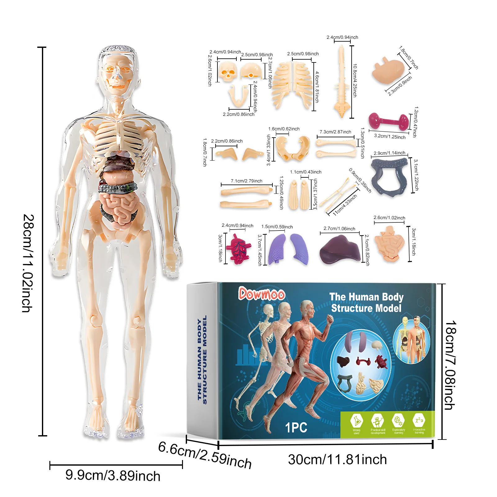 dowmoo human structure model toy DO H02 0024 01 164