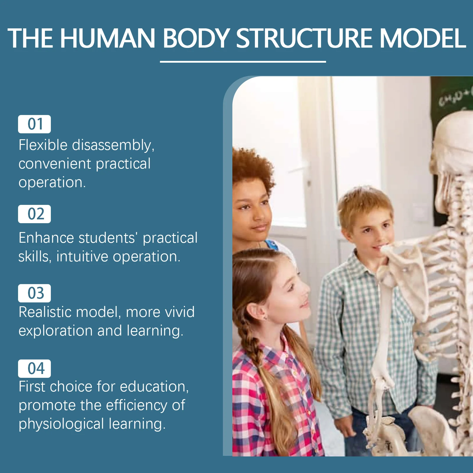 dowmoo human structure model toy DO H02 0024 01 165