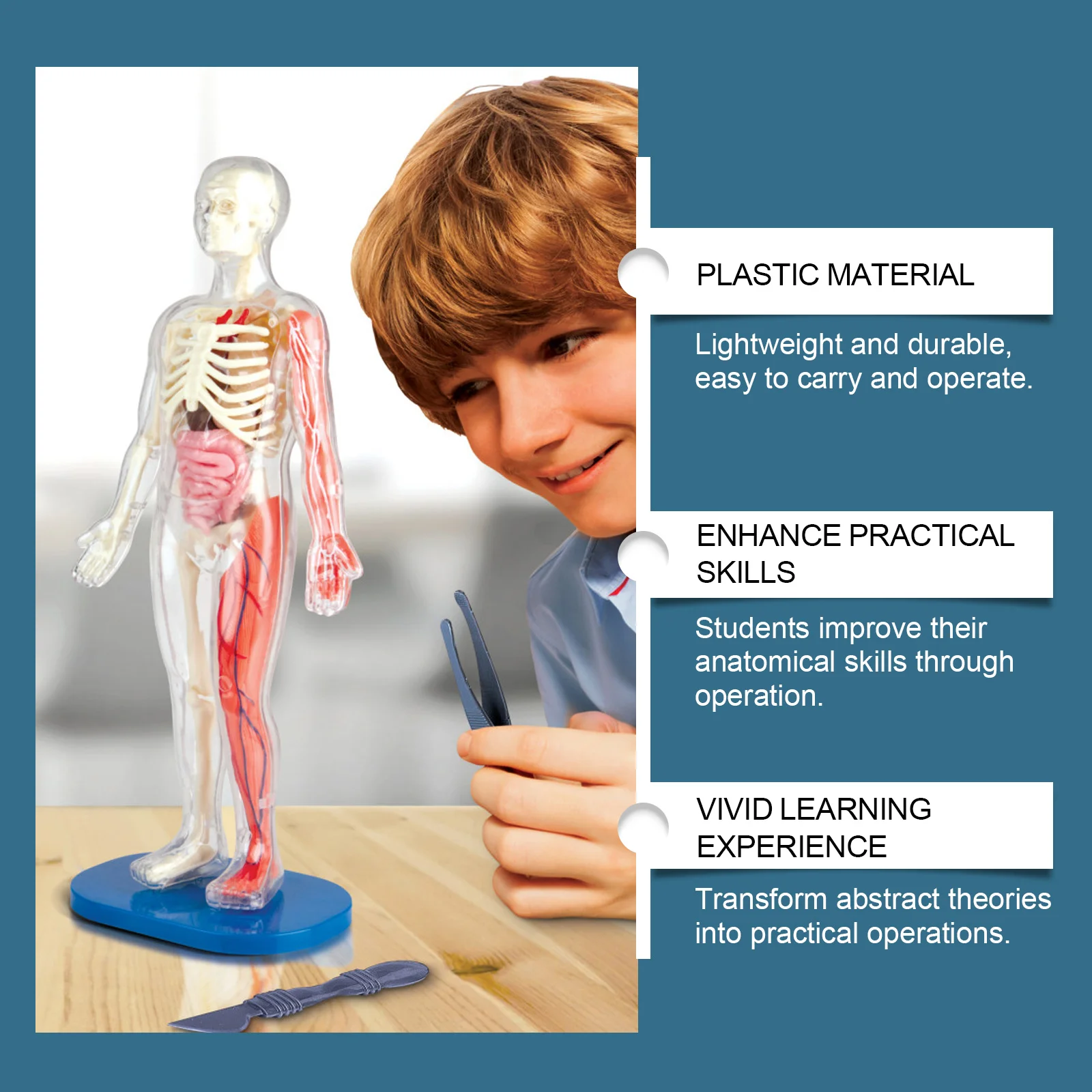 dowmoo human structure model toy DO H02 0024 01 166