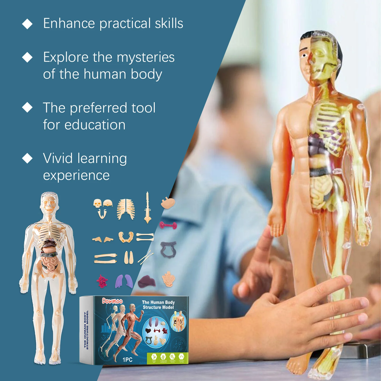 dowmoo human structure model toy DO H02 0024 01 167